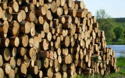 Nachfrage nach industrierundholz gedämpft
