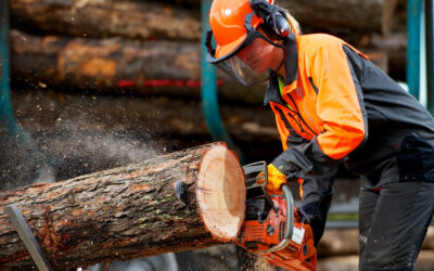 Weiter zunehmende Nachfrage nach frischem Nadelsägerundholz