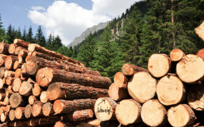 Moosbrugger: Holzbau-Plan ist Türöffner für mehr Klimaschutz