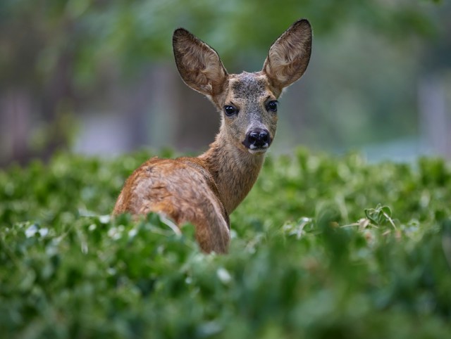 Wildeinfluss in Österreich 2019-2021