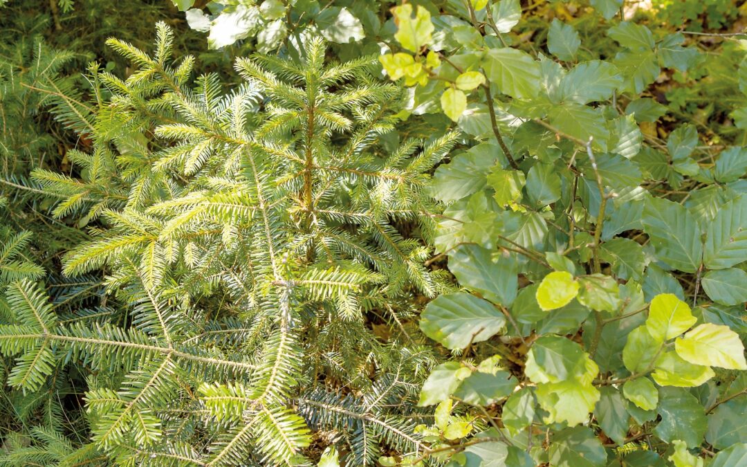 Wiederaufforstung nach Sturm und Käfer