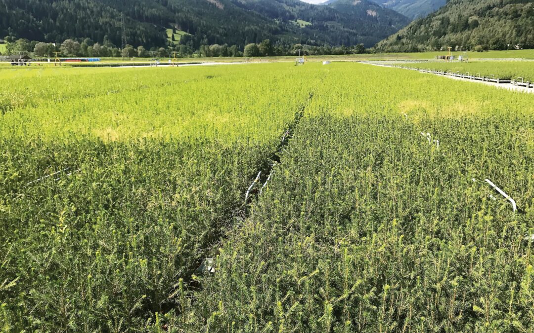 Forschung und Praxis  für klimafitte Wälder