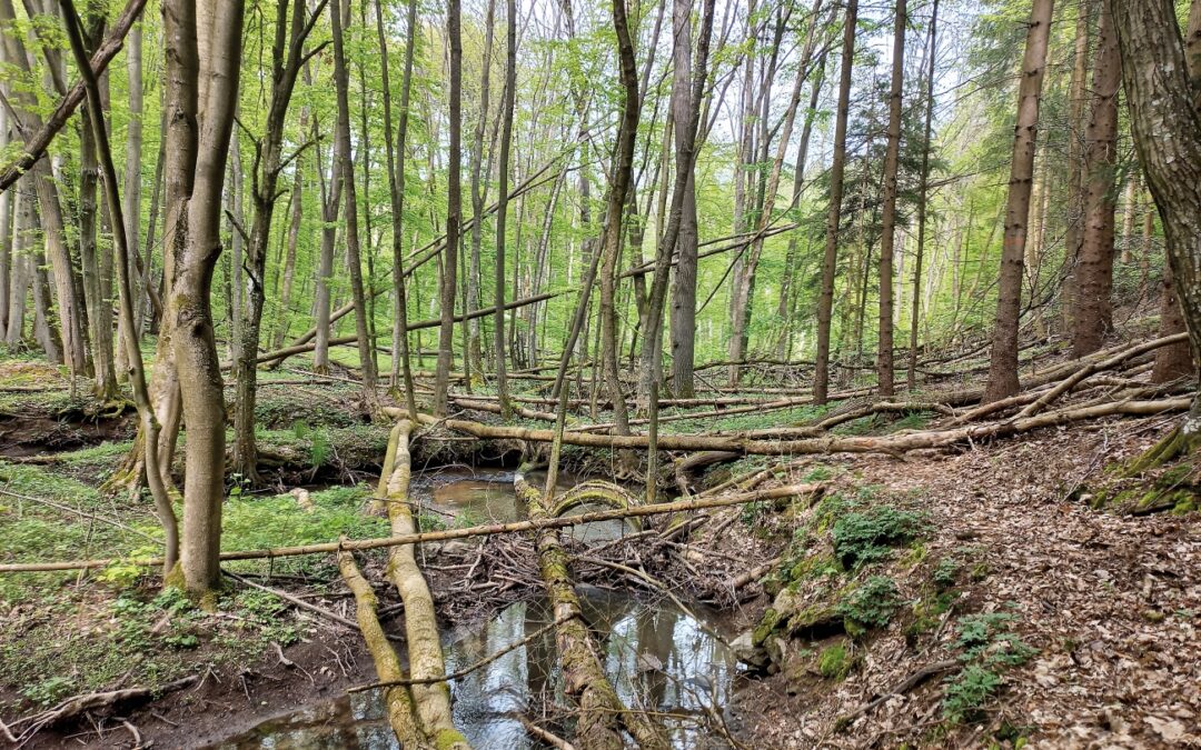 Wiederherstellung der Natur – Wozu?