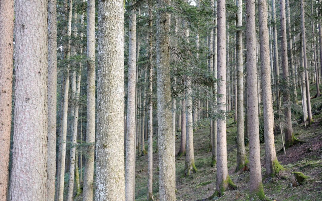 Es gibt andere Nadelbaumarten als Fichte