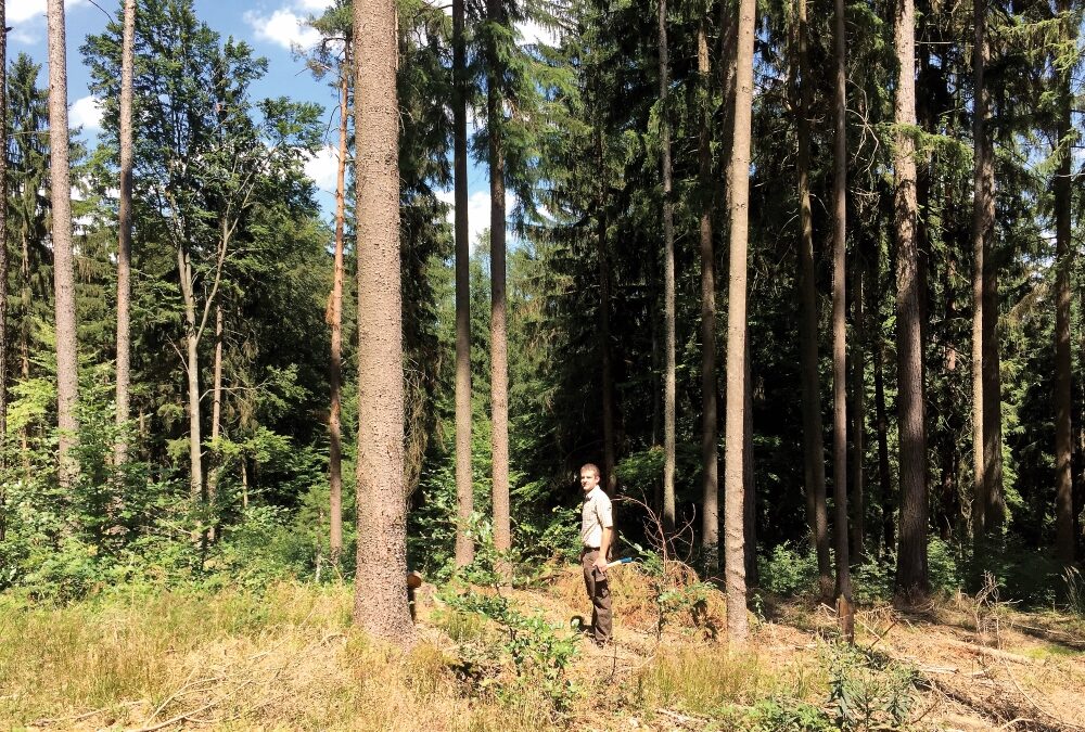 Fichtenborkenkäfer rechtzeitig bekämpfen!