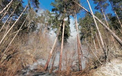 Waldbrände in Österreich: Risikobewusstsein schärfen