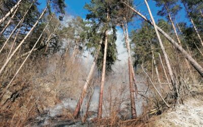 BUNDESFORSTE INTENSIVIEREN ÖSTERREICHWEIT WALDBRANDVORSORGE