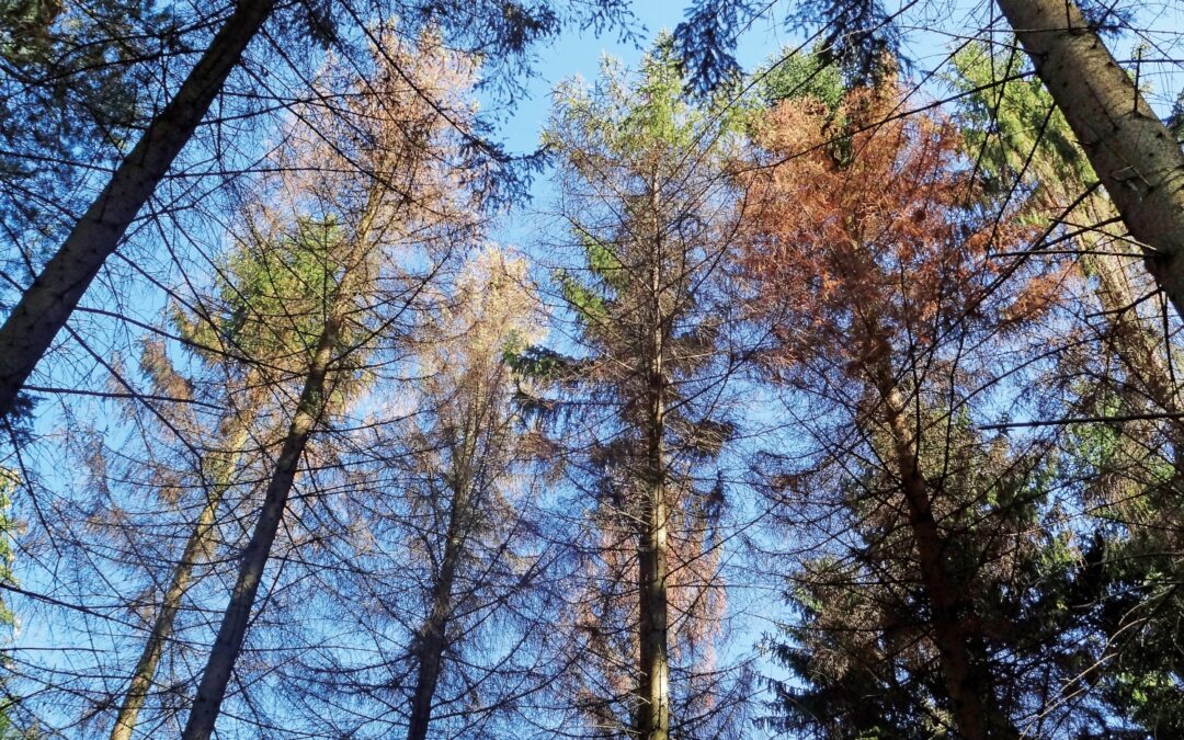 Borkenkäfer im Wald – was nun?