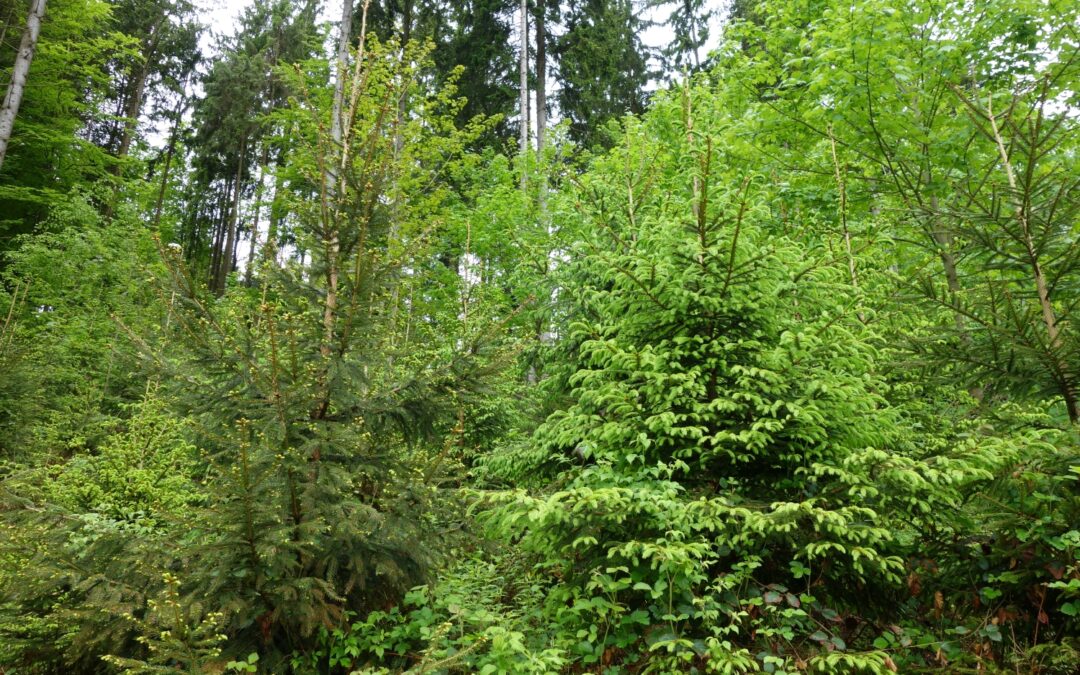 TOTSCHNIG: UNSER WALD IST DAS BOLLWERK GEGEN DEN KLIMAWANDEL