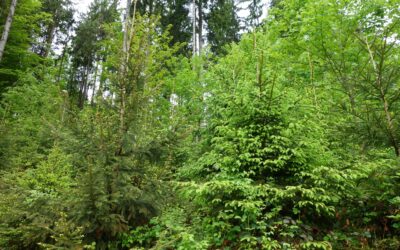 TOTSCHNIG: UNSER WALD IST DAS BOLLWERK GEGEN DEN KLIMAWANDEL