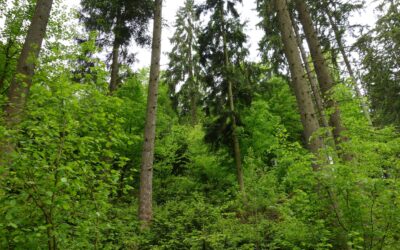 TOTSCHNIG: STAATSPREIS WALD STEHT FÜR INNOVATIVE WALDBEWIRTSCHAFTUNG