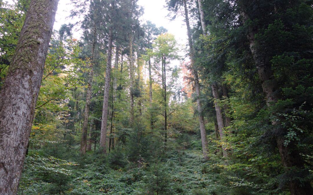 50 Jahre Forstgesetz – nachhaltige Wälder für Generationen