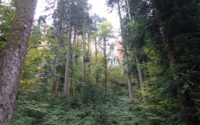 50 Jahre Forstgesetz – nachhaltige Wälder für Generationen