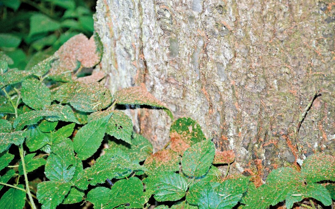 Borkenkäferbefall frühzeitig erkennen