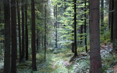 Waldbewirtschaftung sichert Einkommen, stärkt die Wirtschaft und schützt das Klima