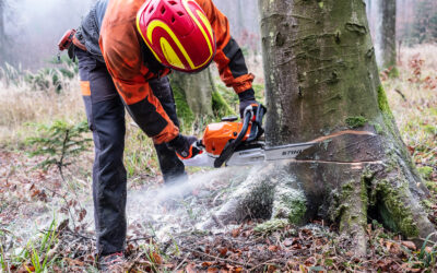 INTERNATIONALER TAG DES WALDES 2024: SCHLUSS MIT BÜROKRATISCHEN SCHIKANEN IM WALD!