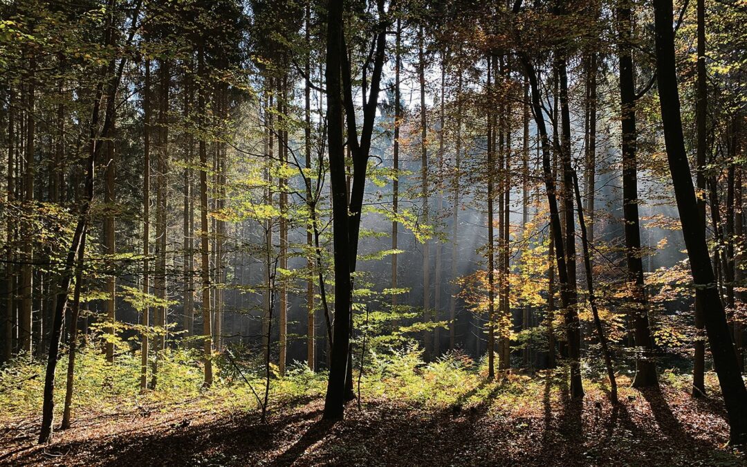 So öko ist der bewirtschaftete Wald