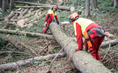 VON REGER NACHFRAGE BIS ZU KONTINGENTIERUNG