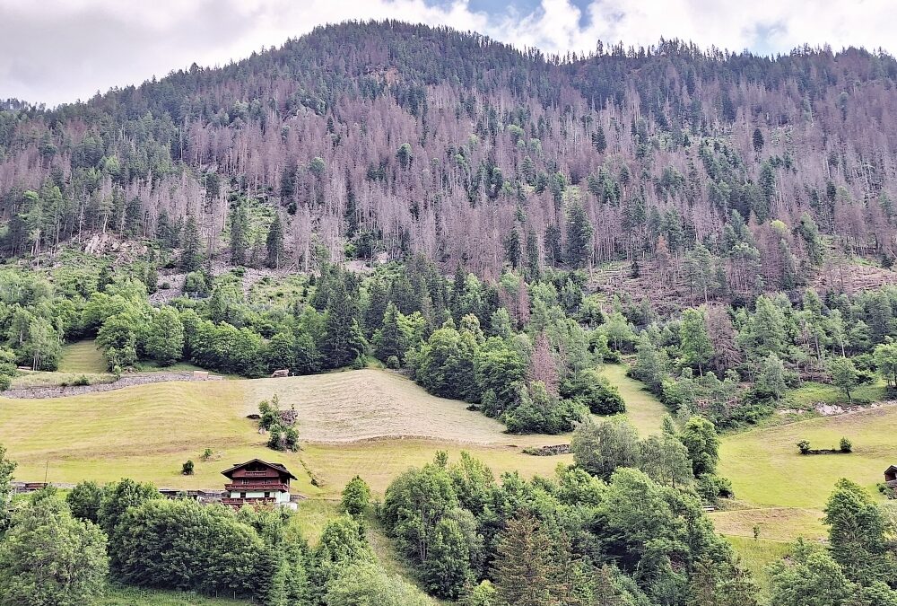 Borkenkäfer breitet sich in Osttirol „explosionsartig“ aus