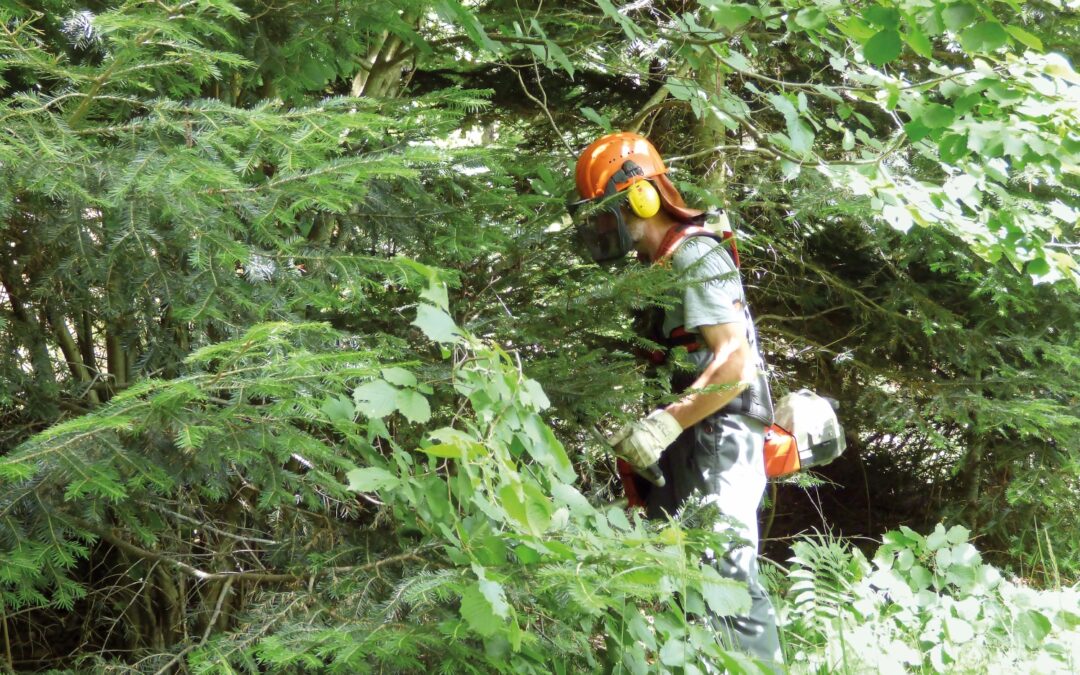 Stiefkind Dickungspflege und Stammzahlreduktion