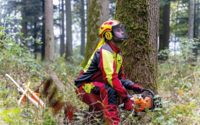 Holzeinschlag 2023 – Totschnig: Schadholzmenge ist nur mit Mitteln aus dem Waldfonds zu bewältigen