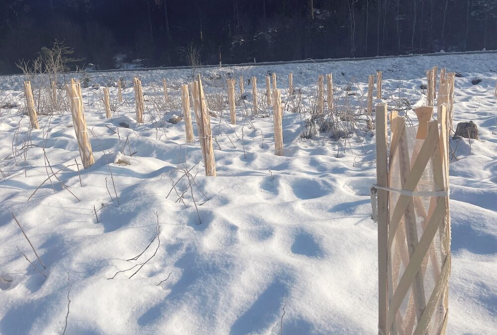 Nachhaltige  Holzwuchshüllen