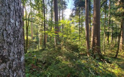 Waldfonds: Forschung für klimafitte Wälder in Österreich