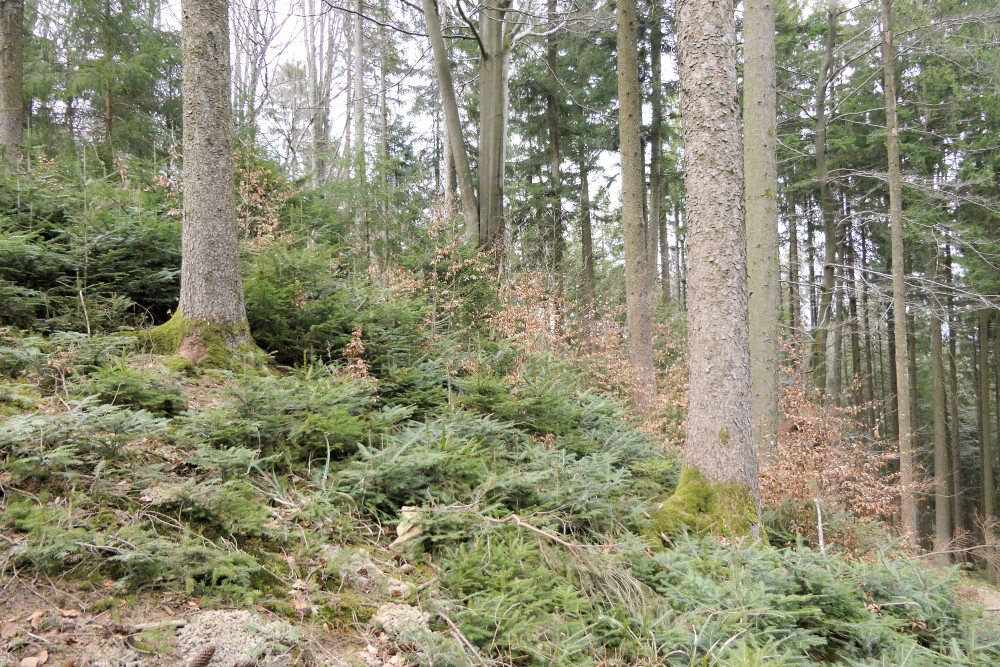 Der Wald braucht Verjüngung!