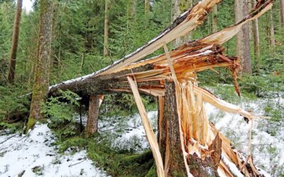 BRÄNDE, STÜRME UND BORKENKÄFER – KLIMAKRISE MINDERT WERT VON WÄDERN