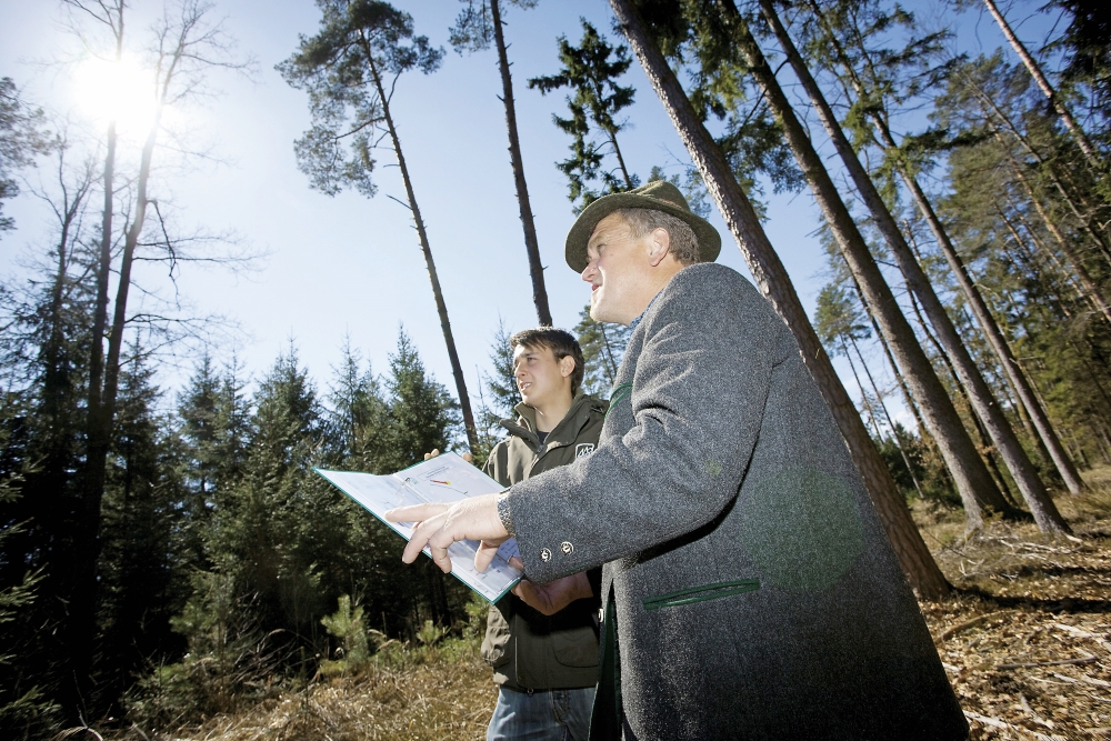 Leitfaden Baumsicherheitsmanagement veröffentlicht