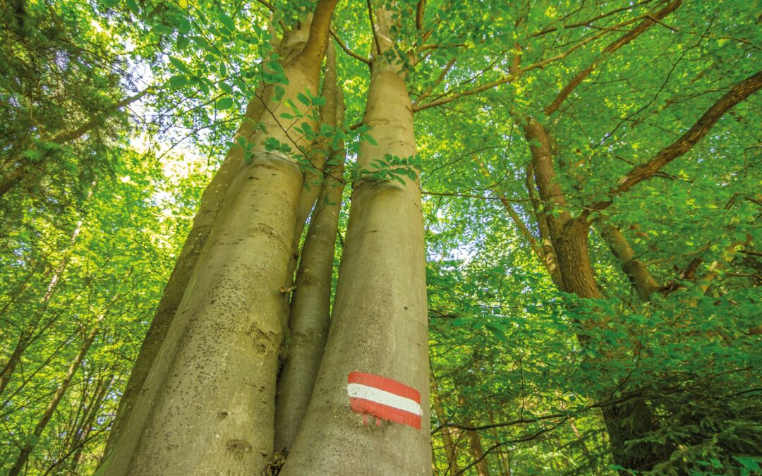 WÄLDER IM UMBAU: WALDFONDS ALS SCHLÜSSEL ZUR KLIMAFITTEN ZUKUNFT!