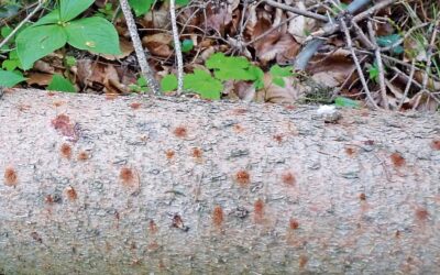 WALD UNTER STRESS: HITZE, STÜRME UND KÄFER SETZEN ÖSTERREICHS WÄLDERN ZU