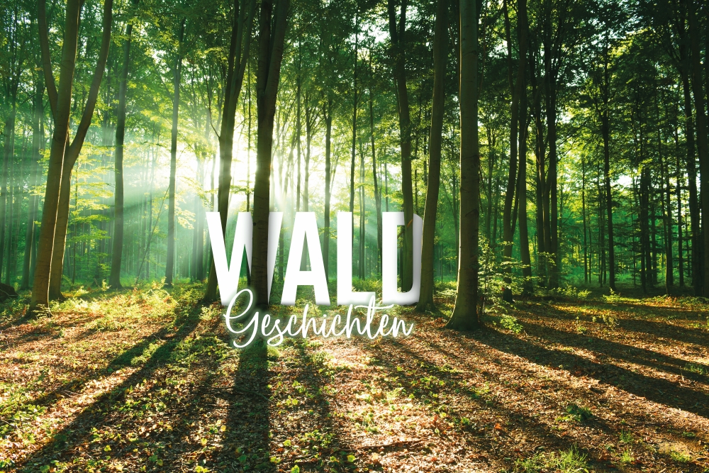 Junge Menschen für den Wald