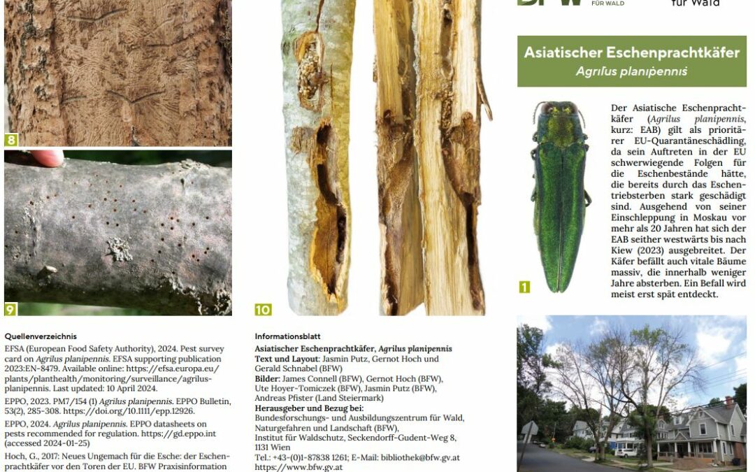 Neues Merkblatt zum Asiatischen Eschenprachtkäfer