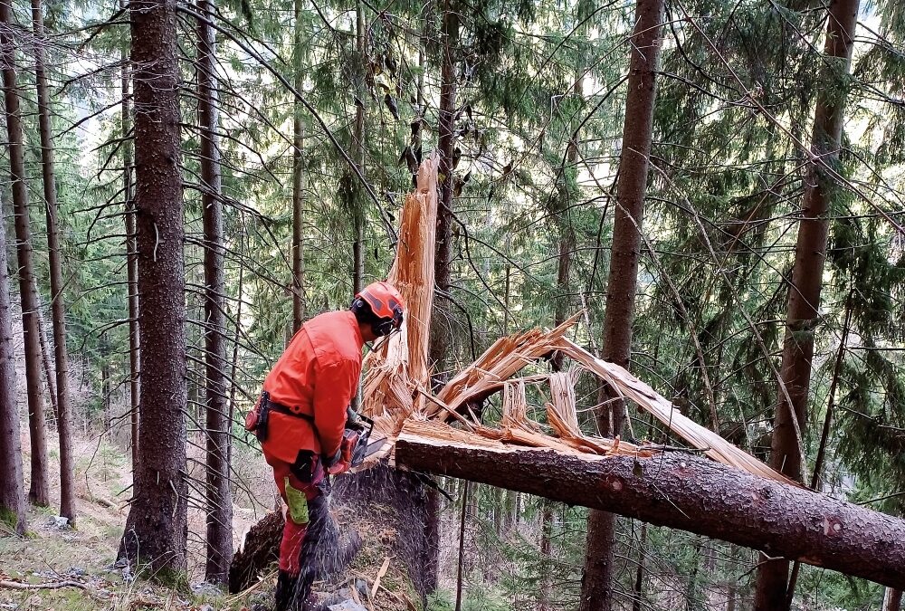 Aktiven Forstschutz nach Schadereignis forcieren