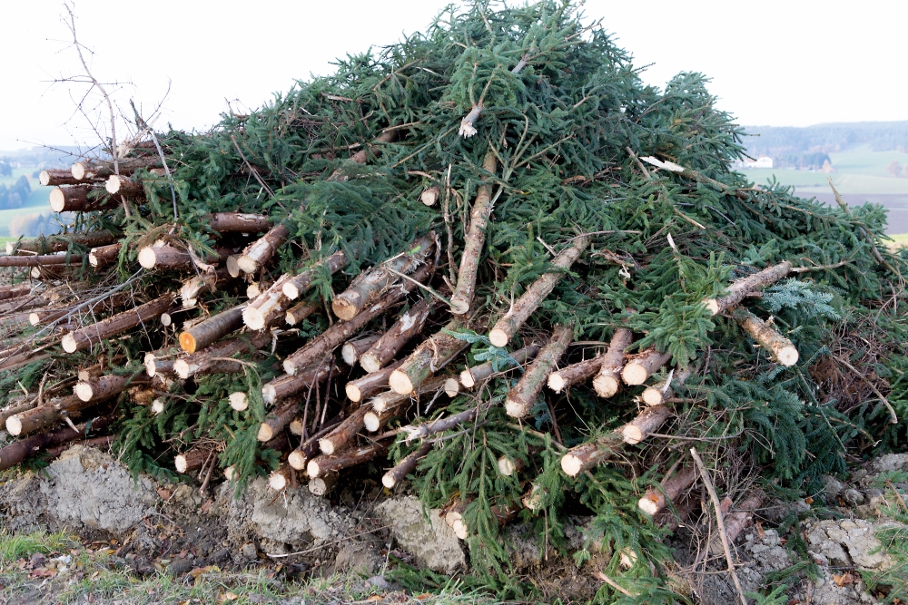 Wipfelbrüche als  Borkenkäfer-Risiko