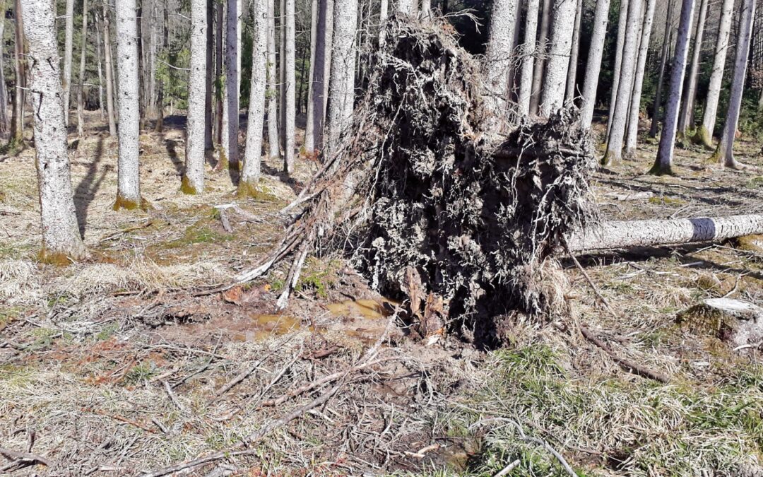 Sturmrisiko senken!