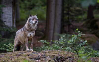 Totschnig: Nächster Meilenstein für Senkung des Wolfs-Schutzstatus erreicht