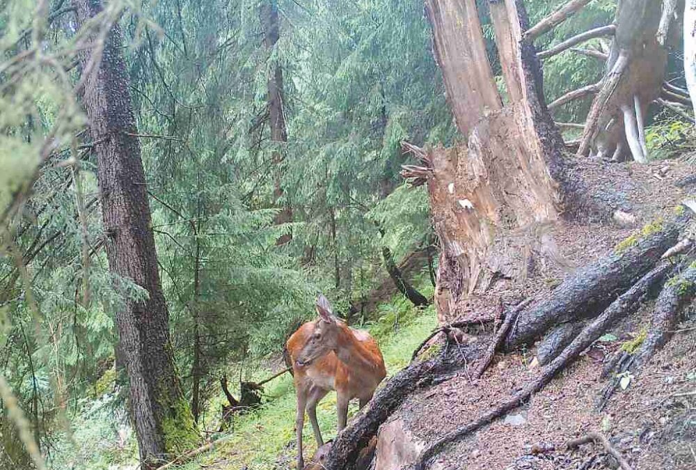Im Bild – Wildkameras und Datenschutz