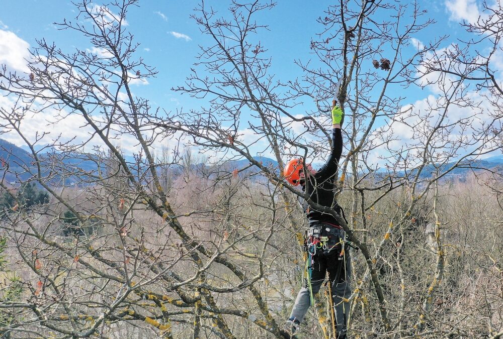 Stieleichensaatgut aus Kärnten