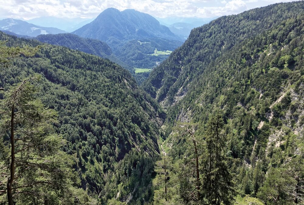 Ein Stück Wildnis