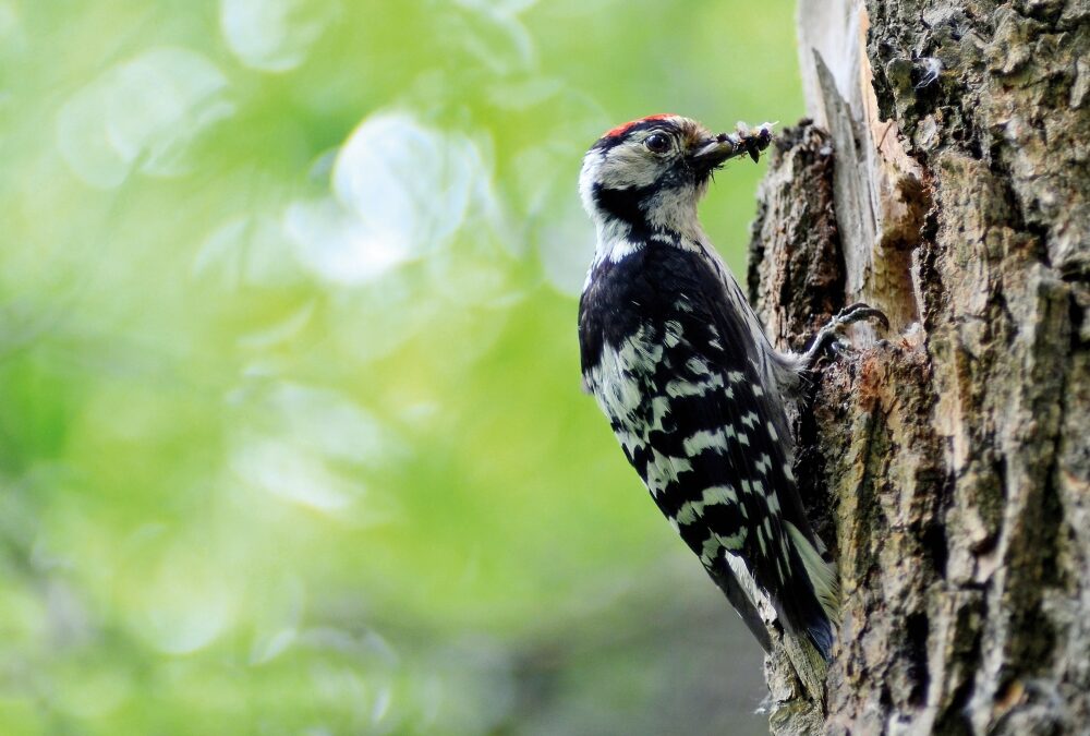 Waldbiodiversität – Kompetenz stärken