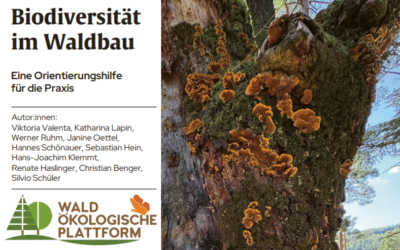 Orientierungshilfe und Serviceplattform für mehr Biodiversität im Wald