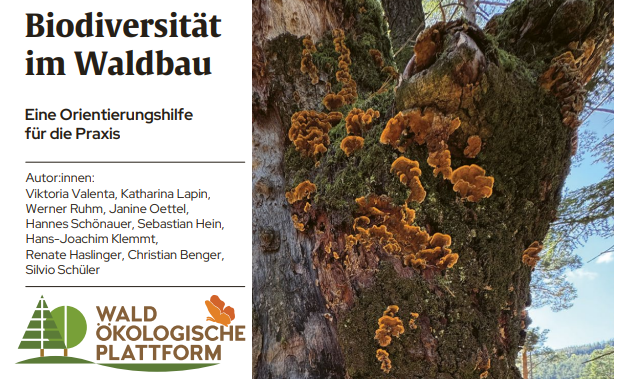 Orientierungshilfe und Serviceplattform für mehr Biodiversität im Wald