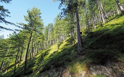 Schwarzkiefer-Sämlinge reagieren unterschiedlich auf Trockenheit