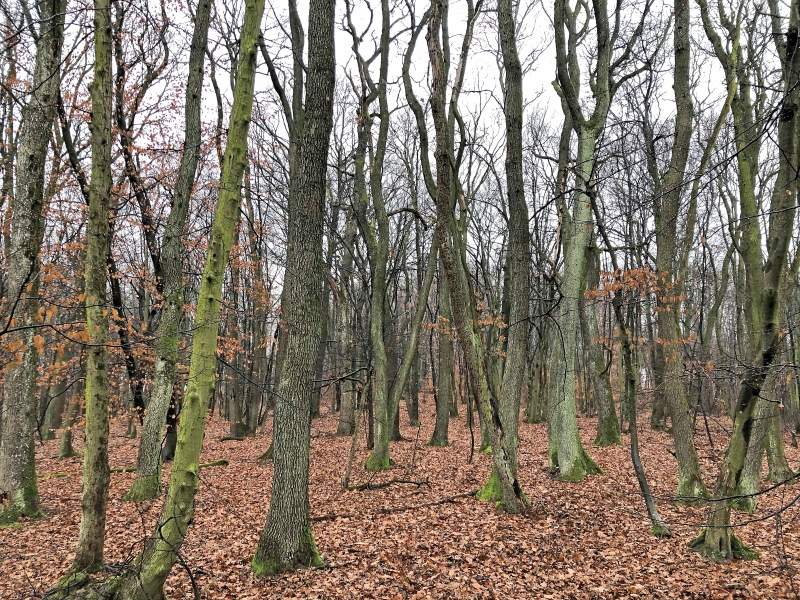 Mit Frauenpower zum klimafitten Wald