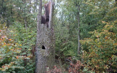 Netzwerk Zukunftsraum Land rückt Artenvielfalt im Wirtschaftswald in den Fokus