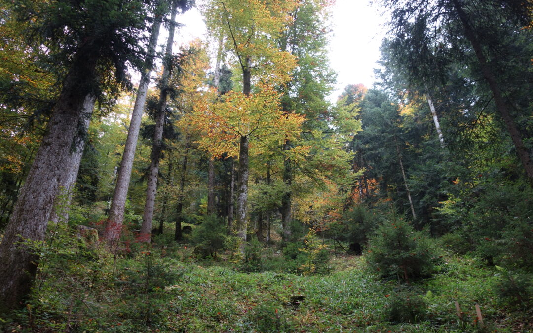 Totschnig zum Tag des Waldes: Wald stärkt Wirtschaft und Klima