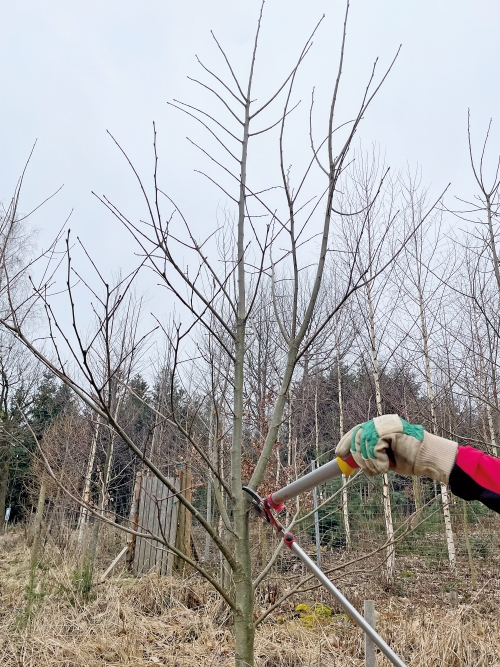 Formschnitt und Astung