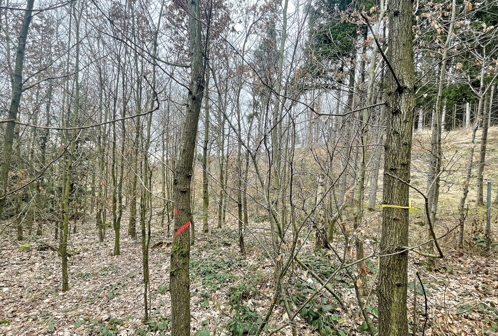 Pflegeaktion für Qualitätslaubholz